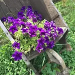 Bosanska Avlija-muzej- * Visoko